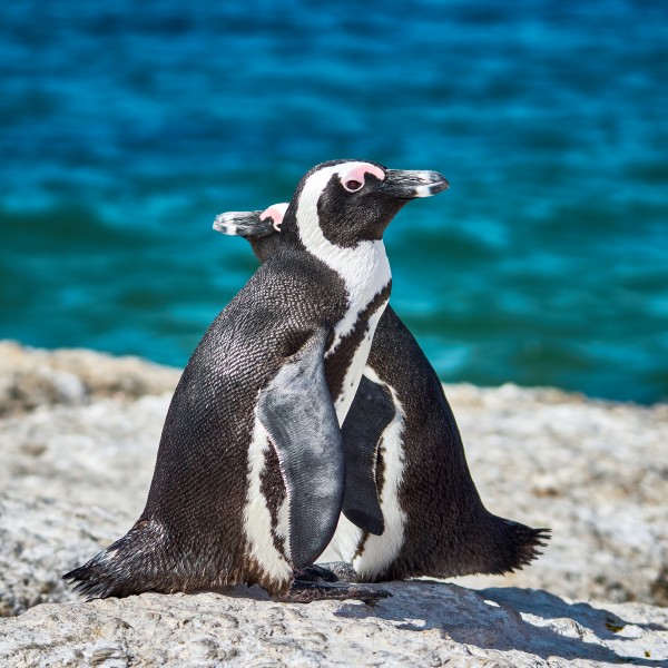 African penguins by Andrew Wasik